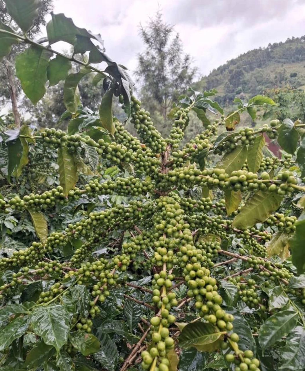 Coffee trading in Tanzania